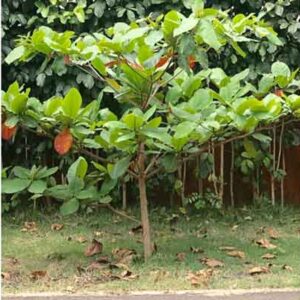 Indian Almond Plants