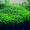 Java moss - Image 2