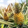 Pineapple - Image 2