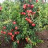 Pomegranate (Delum) - Image 2