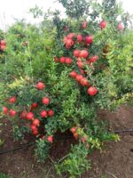 Pomegranate (Delum)
