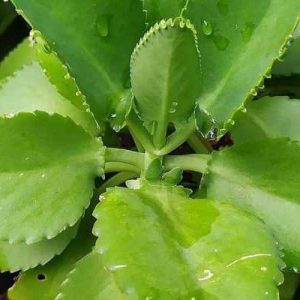 Kalanchoe pinnata / Akkapana / Miracle Leaf
