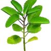 Kalanchoe pinnata / Akkapana / Miracle Leaf - Image 3