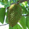 Soursop (Anoda) - Image 2