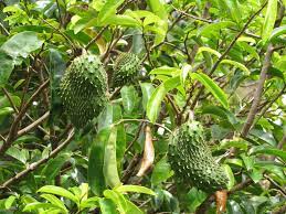 Soursop (Anoda)