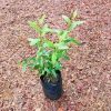Pomegranate (Delum) - Image 3