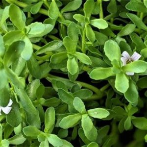 Lunuwila | Brahmi | Bacopa monnieri (ලුණුවිල)