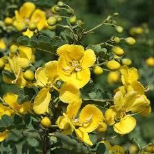 Senna auriculata / Ranawara (රණවරා)