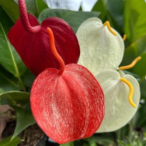 Pigtail Anthurium