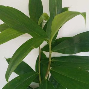 Canereed (Thebu  තෙබු - Green )