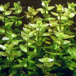 Bacopa caroliniana Plant