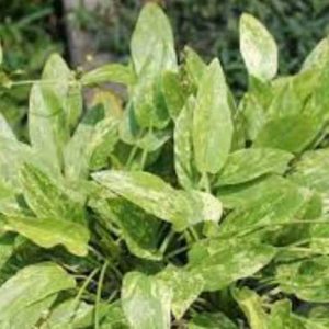 AMAZON SWORD (Marble Queen)