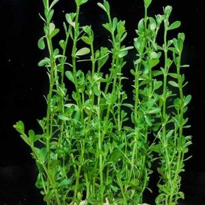 Brahmi ( Bacopa monniera)