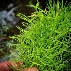 Australian Lilaeopsis (Lilaeopsis polyantha)