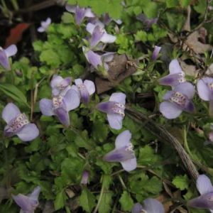 Mazus pumilio (Blue Swamp Mazus)