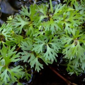 Yellow Water Buttercup (Ranunculus spp.)