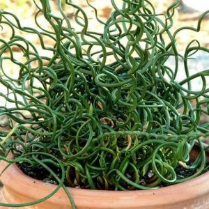Juncus effusus 'Spiralis' (Corkscrew Rush)