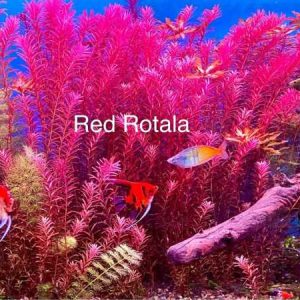 Rotala rotundifolia ‘Blood Red’
