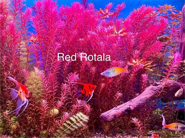 Rotala rotundifolia ‘Blood Red’