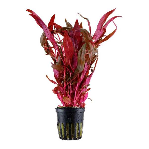 Alternanthera reineckii ‘Red’ — Live Aquarium Plant