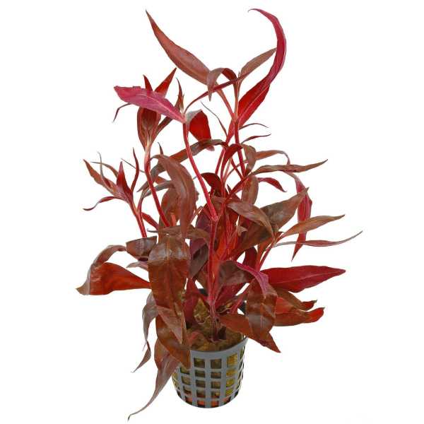 Alternanthera reineckii ‘Red’ — Live Aquarium Plant - Image 2