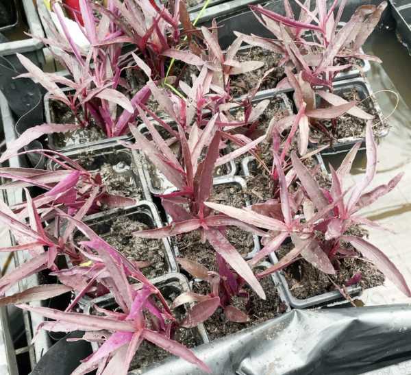 Purple Mukunuwenna (Alternanthera versicolor) - Image 2