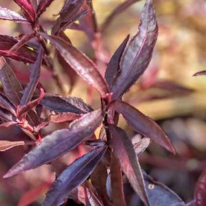 Purple Mukunuwenna (Alternanthera versicolor)