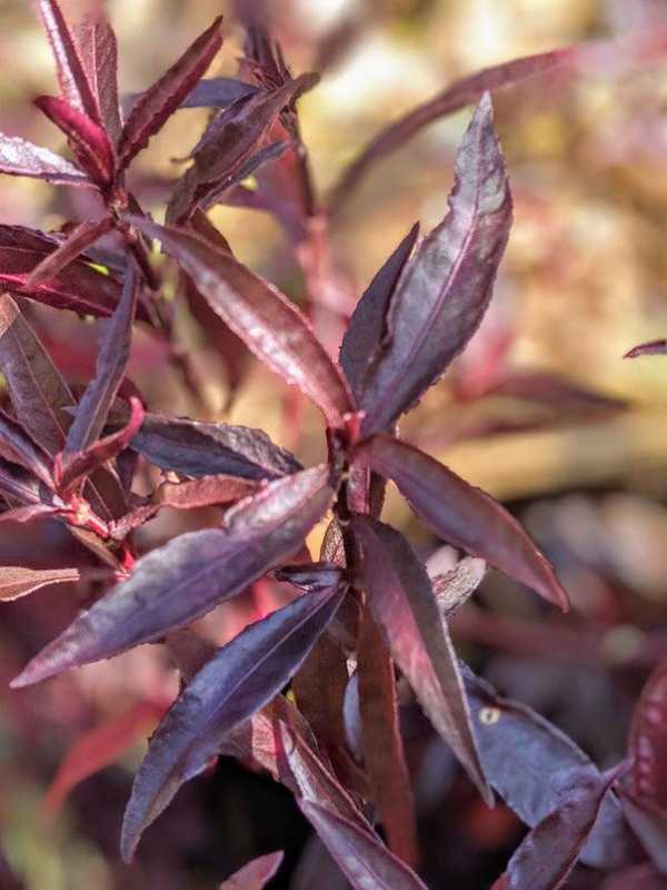 Purple Mukunuwenna (Alternanthera versicolor)