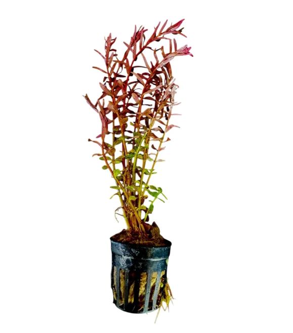 Rotala rotundifolia ‘Blood Red’ - Image 4